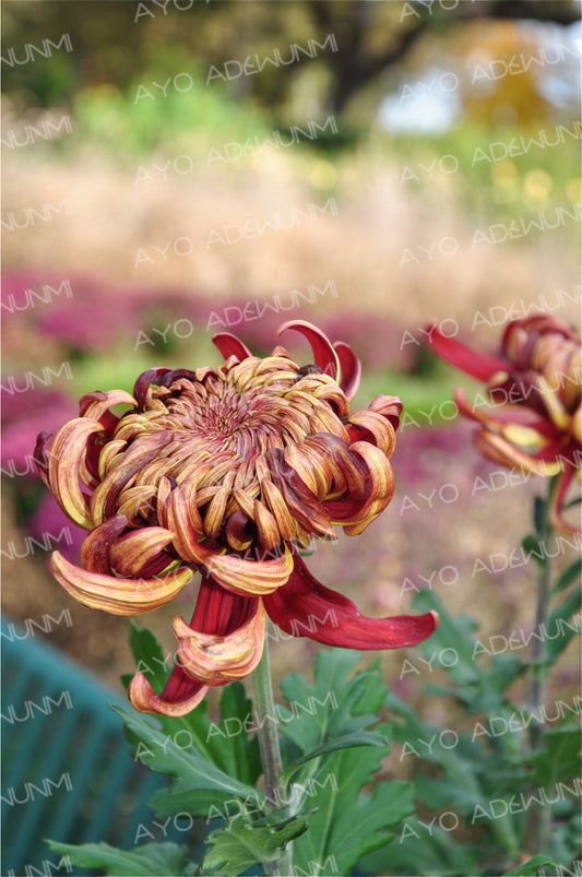 Autumn Chrysanthemum | Photography (Digital) | 38 x 53 cm