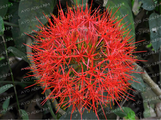 Blood Lily Ignition | Photography (Digital) | 183 x 122 cm