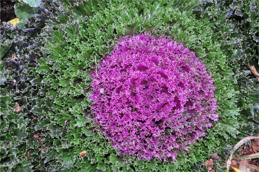 Bloom of the Earth | Photography (Digital) | 183 x 122 cm