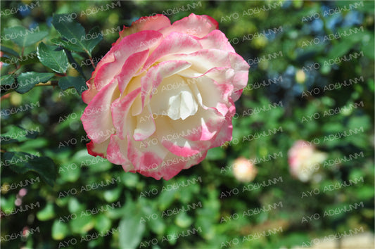 Blush Radiance | Photography (Digital) | 183 x 122 cm