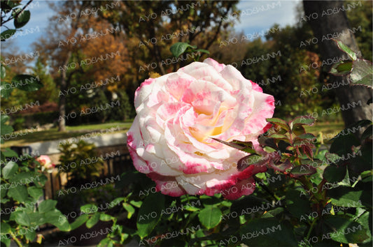 Blush of Morning Light
Medium: Photography (Digital)
Size: 183 x 122 cm