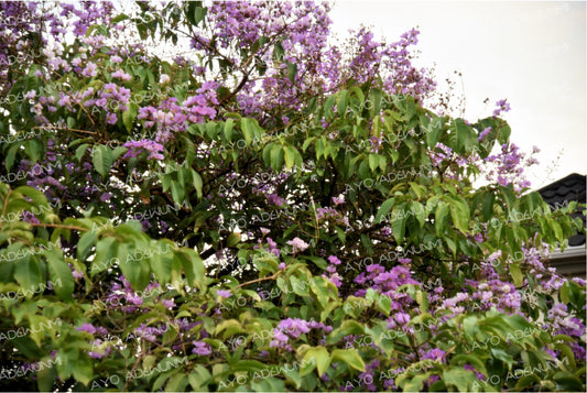 Canopy | Photography (Digital) | 183 x 122 cm