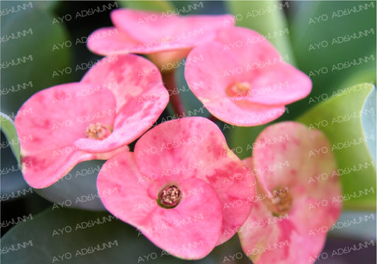 Circle of Grace | Photography (Digital) | 183 x 122 cm