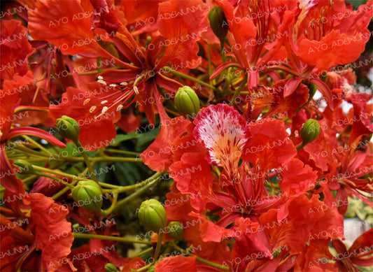 Crimson Chorus | Photography (Digital) | 183 x 122 cm