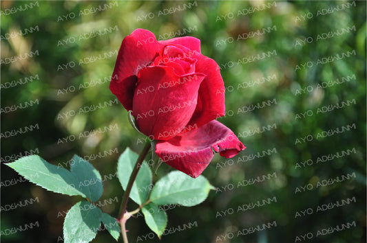 Crimson Solitude | Photography (Digital) | 183 x 122 cm