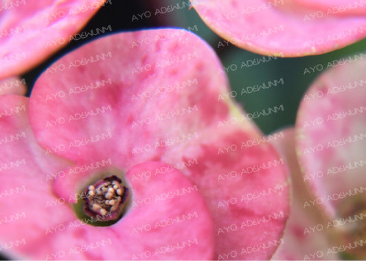 Crown of Softness | Photography (Digital) | 183 x 122 cm