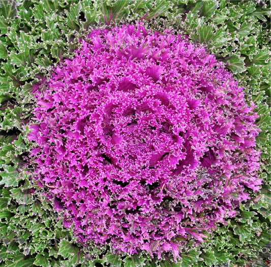 Crown of Winter | Photography (Digital) | 183 x 122 cm