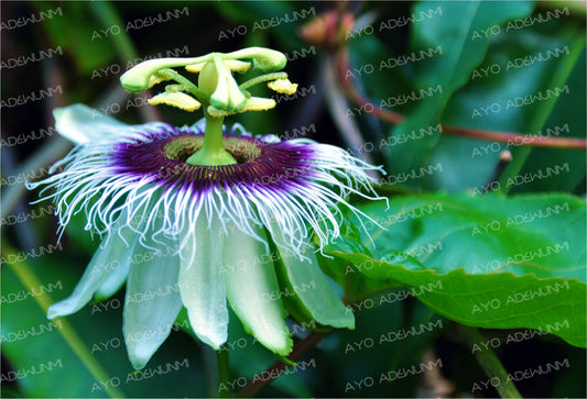 Crown of the Passionflower | Photography (Digital) | 183 x 122 cm