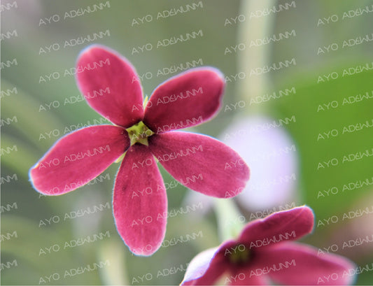 Five Petals of Dawn | Photography (Digital) | 183 x 122 cm