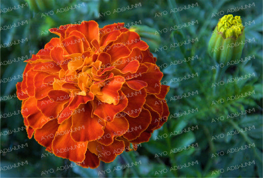 Flame of the Marigold | Photography (Digital) | 183 x 122 cm