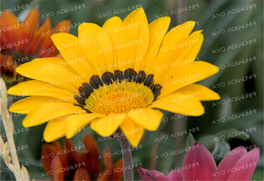 Golden Pulse | Photography (Digital) | 183 x 122 cm