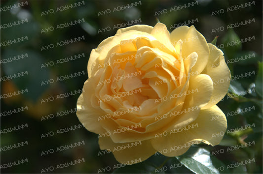 Golden Rose | Photography (Digital) | 183 x 122 cm