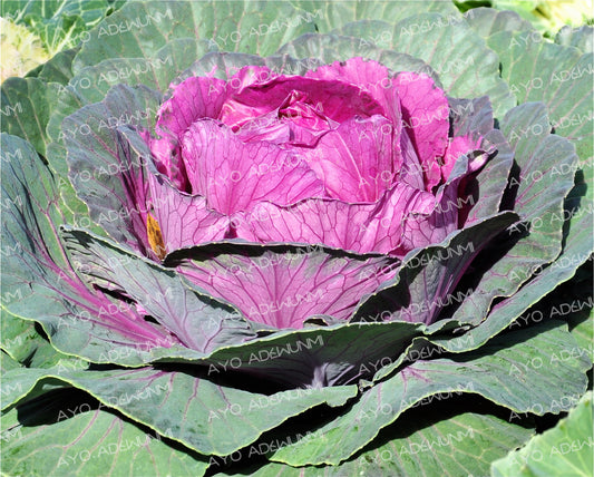 Heart of the Purple Cabbage | Photography (Digital) | 183 x 122 cm