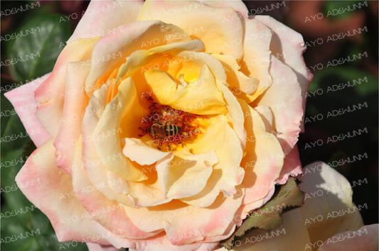 Honeyed Embrace | Photography (Digital) | 183 x 122 cm