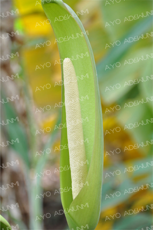 Ivory Calla | Photography (Digital) | 38 x 53cm