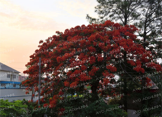 Lagerstroemia | Photography (Digital) | 183 x 122 cm