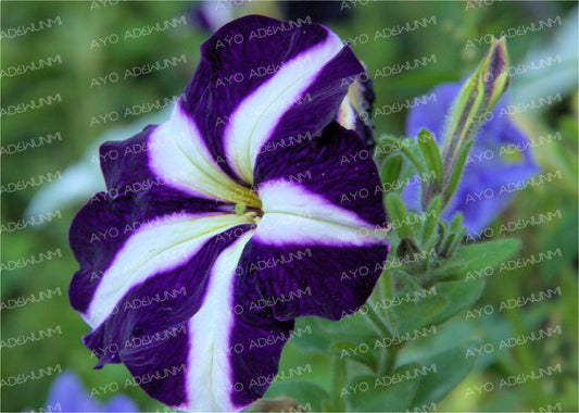 Midnight Star Petunia | Photography (Digital) | 183 x 122 cm