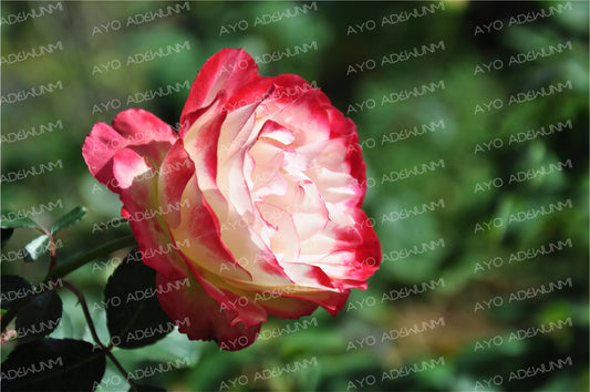 Petals of Dawn | Photography (Digital) | 183 x 122 cm