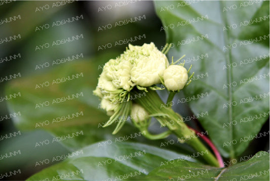 Quiet Bloom | Photography (Digital) | 183 x 122 cm