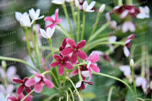 Rangoon Morning | Photography (Digital) | 183 x 122 cm