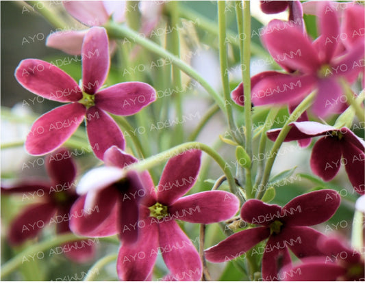 Rangoon Whispers | Photography (Digital) | 183 x 122 cm