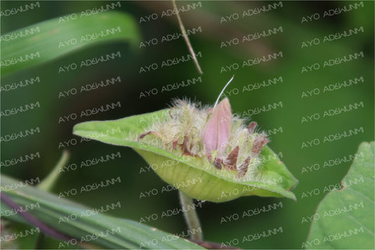 Soft Awakening | Photography (Digital) | 183 x 122 cm