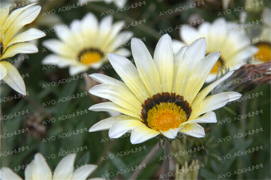 Sunlit Whispers | Photography (Digital) | 183 x 122 cm