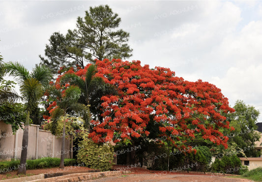 The Fire Canopy | Photography (Digital) | 183 x 122 cm