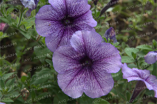Veins of Violet | Photography (Digital) | 183 x 122 cm