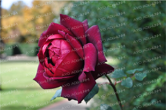 Velvet Rose | Photography (Digital) | 183 x 122 cm