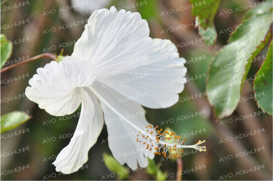 White Hibiscus Whisper | Photography (Digital) | 183 x 122 cm 
